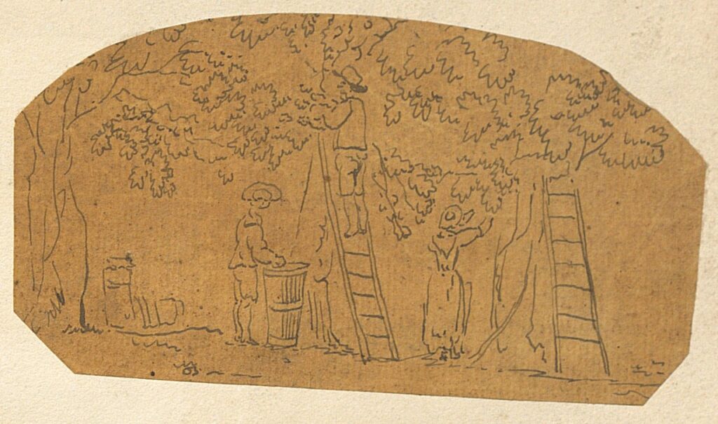 Three figures in a orchard. One figure is at the top of a ladder picking from the tree, another is at ground level nearby standing next to a barrel or container. A third figure, presumably a woman from her attire, is at ground level reaching to the foliage of a different tree, with another ladder leaning up against this tree. All three figures are wearing labourers clothing, and wide-brimmed hats. The paper is yellowed in colouration. This is from the Bantry Estate Collection. UCC Library Archives.