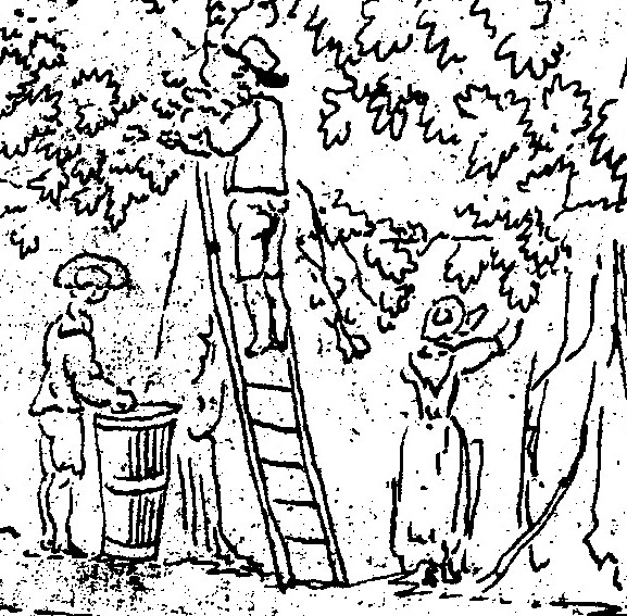 Conversion to black & white and cropped closer image of an original sketch of three figures in a orchard. One figure is at the top of a ladder picking from the tree, another is at ground level nearby standing next to a barrel or container. A third figure, presumably a woman from her attire, is at ground level reaching to the foliage of a different tree, with another ladder leaning up against this tree. All three figures are wearing labourers clothing, and wide-brimmed hats. This is from the Bantry Estate Collection, UCC Library Archives.