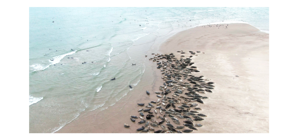 Aerial view of a colony of seals on a sandbank