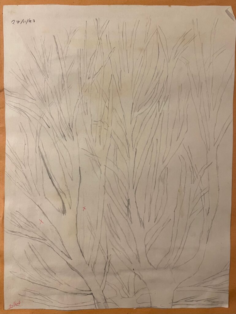 Sketch in pencil of the upper branches of a tree.